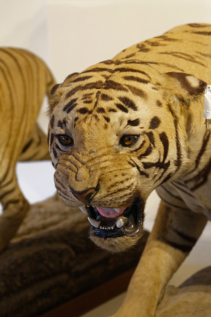 Gwalior-Jaivilas palace-053